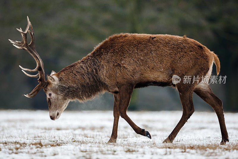 马鹿(Cervus elaphus)